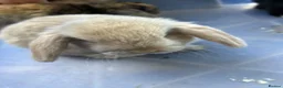 Mini Lop rabbits for sale: Gorgeous Mini Lop Babies various colours  - Advert 12