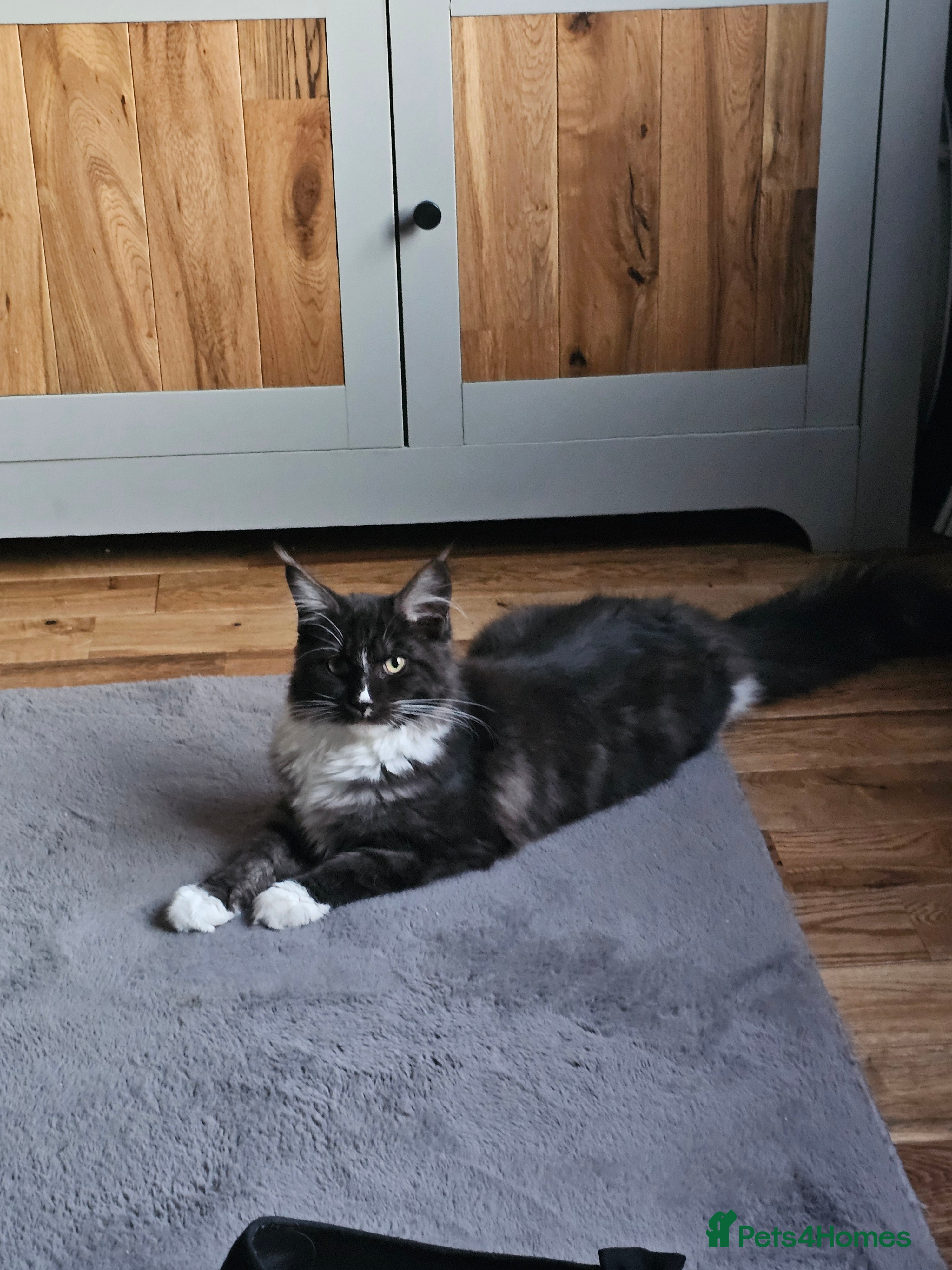 Maine Coon cats Black smoke and white maine coon  - Advert 1