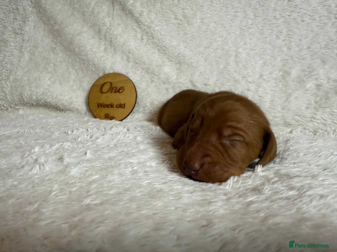 Hungarian Vizsla dogs for sale: KC registered Hungarian Viszla puppies - Advert 17
