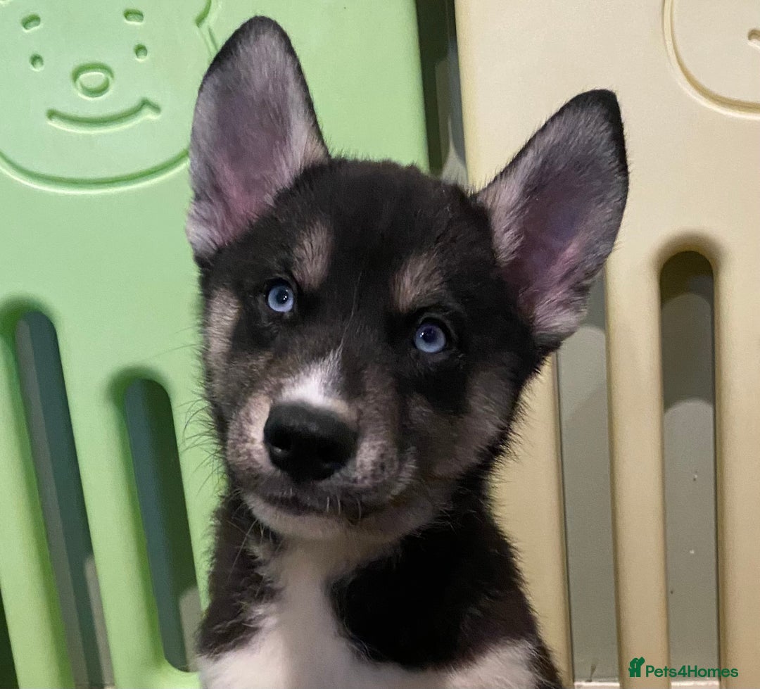 Siberian Husky dogs for sale: Siberian Husky pups  in Warwick - Image 6