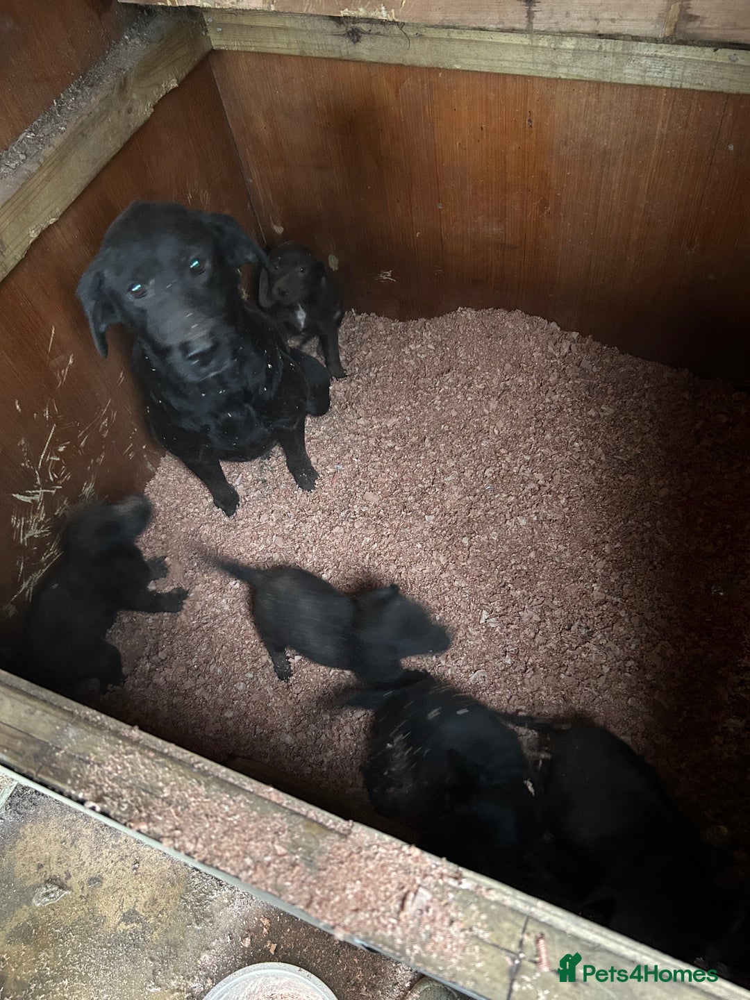 Cockerdor dogs for sale: Cockeradors for sale  - Advert 10