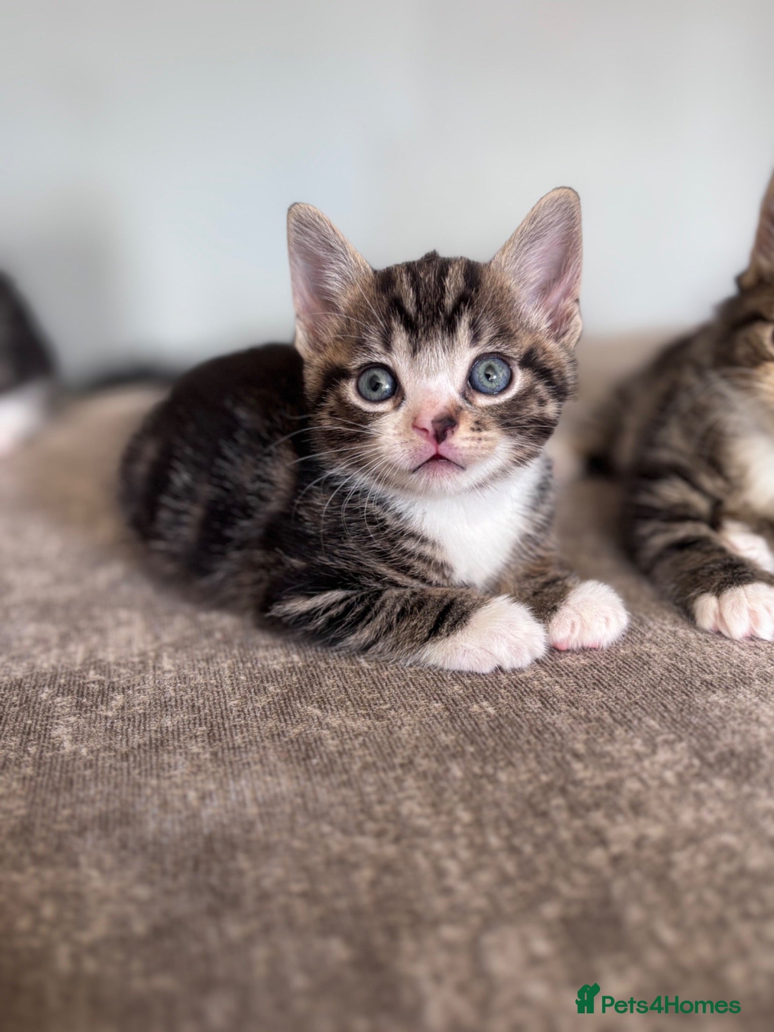 Mixed Breed cats 5x Kittens - Advert 3