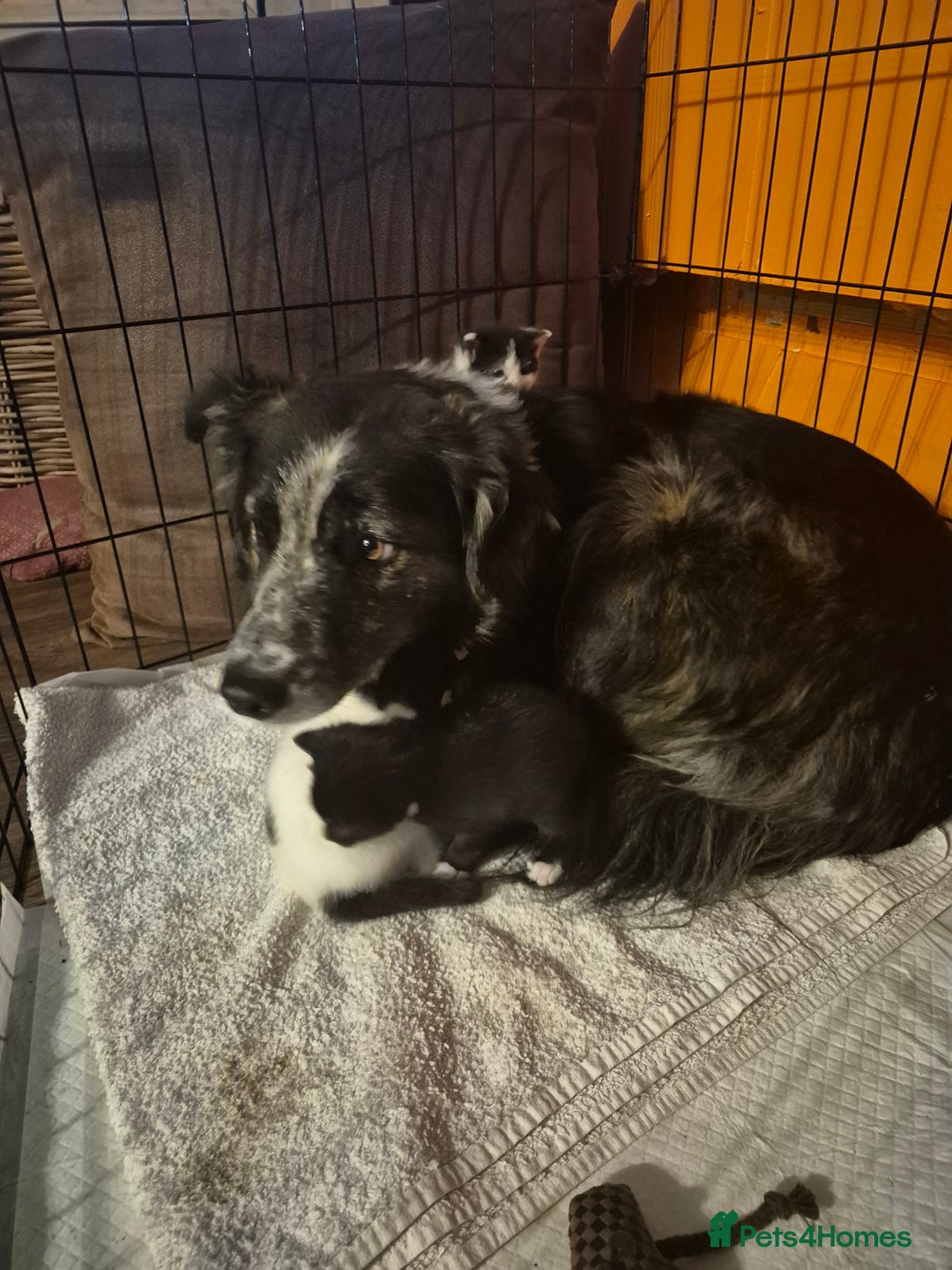 Mixed Breed cats for sale: Beautiful mix breed letter - Advert 10