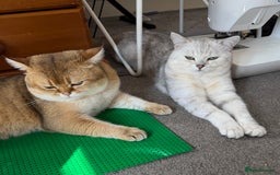 Scottish Fold cats for stud: Scottish Straight for Stud - Image 5