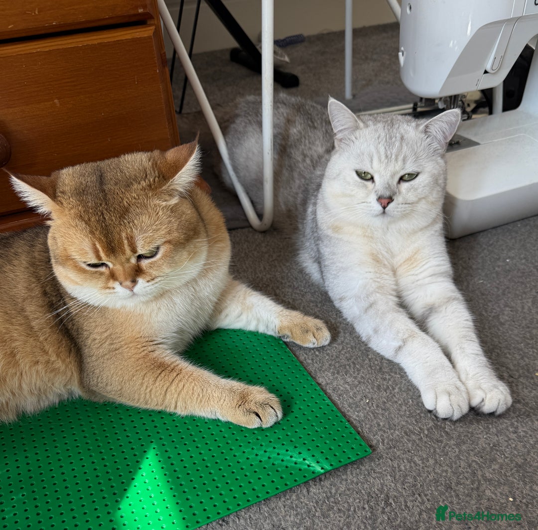 Scottish Fold cats for stud: Scottish Straight for Stud - Image 5