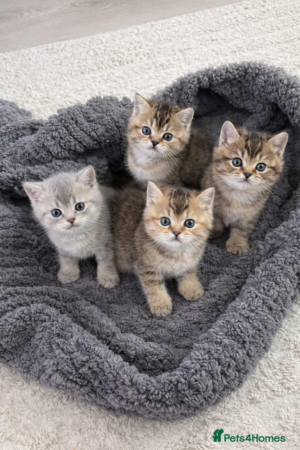 British Shorthair cats British Shorthair Golden Shaded Kittens - Advert 1