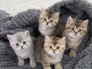 British Shorthair cats for sale: Stunning British Shorthair - Advert 1