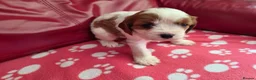 Mixed Breed dogs for sale: Cavapoo f1b - Advert 15