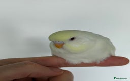Budgerigars birds for sale: Young budgies happy&healthy in London - Image 22