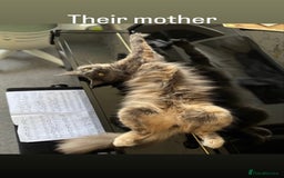 Maine Coon cats for sale: 3 Pedigree Maine Coon Kittens  - Image 7