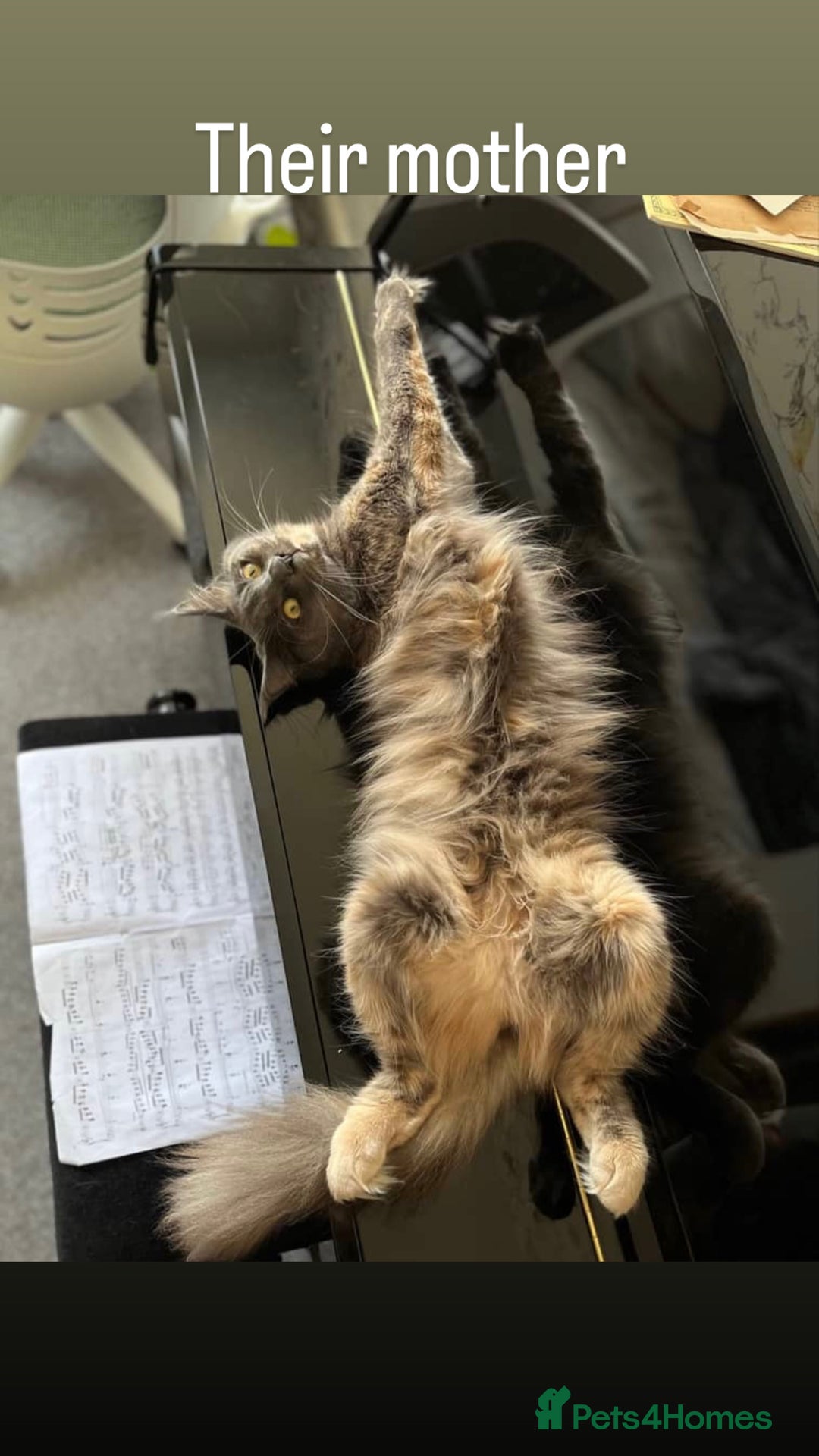 Maine Coon cats for sale: 3 Pedigree Maine Coon Kittens  - Image 7