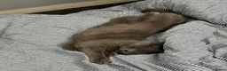 British Shorthair cats for sale: British shorthair for sale  in Birmingham - Advert 11