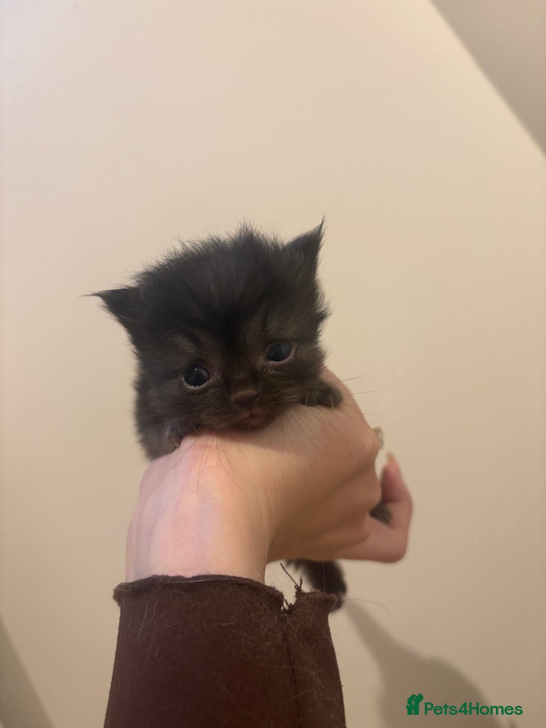 Persian cats for sale: 5 little Persian x boys - Image 5