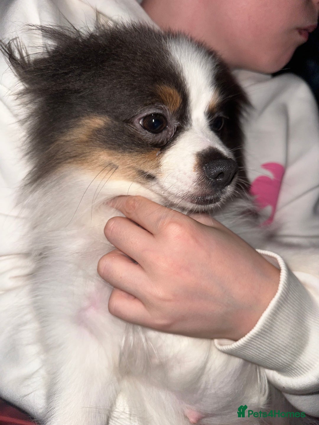 Pomeranian dogs for sale: Beautiful blue and white Pomeranian girl 2 years - Advert 4