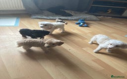 Bordoodle dogs for sale: 8 beutifull bordoodle puppys - Image 2