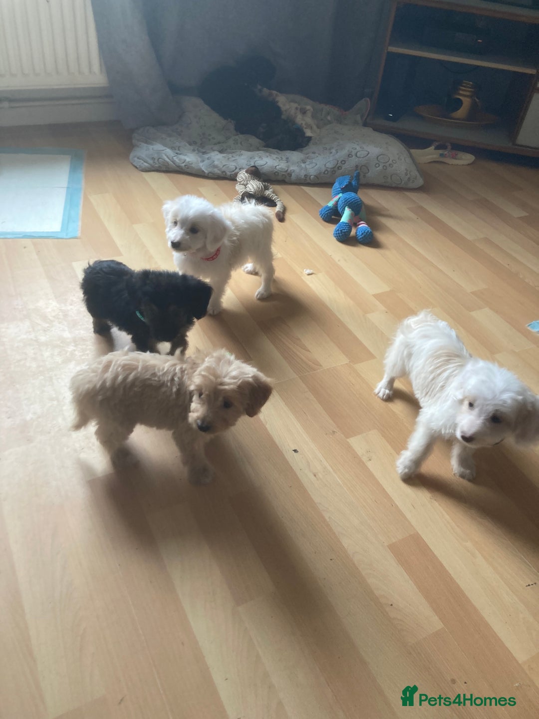 Bordoodle dogs for sale: 8 beutifull bordoodle puppys - Image 2