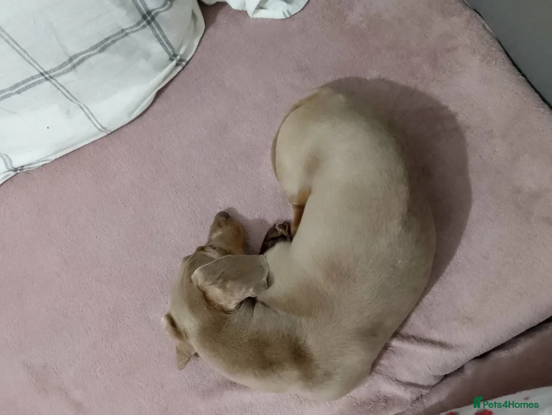 Miniature Dachshund dogs for sale: Beautifull girl - Advert 5