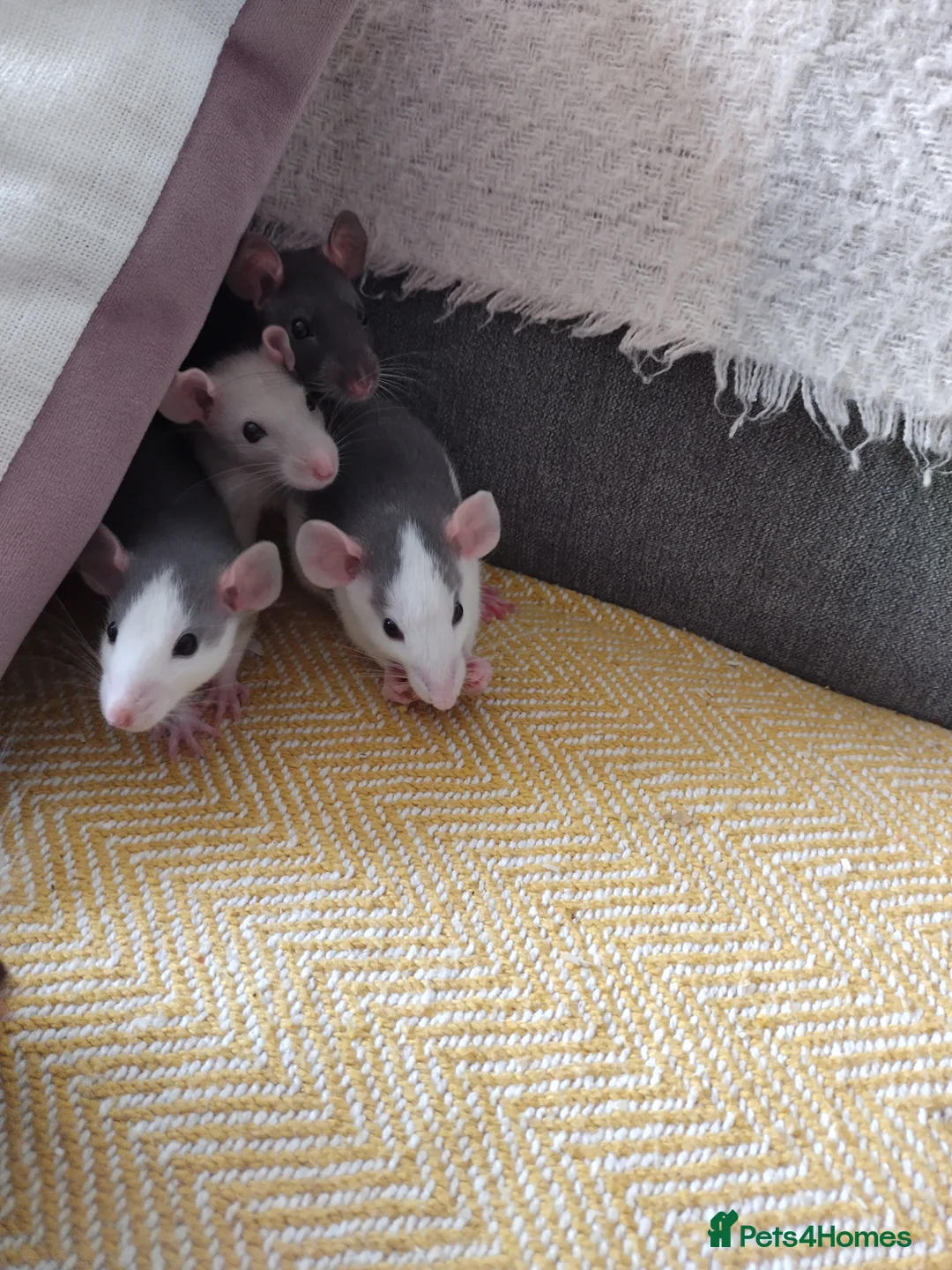 Rat rodents for sale: Beautiful baby rats for sale in Norwich - Advert 2