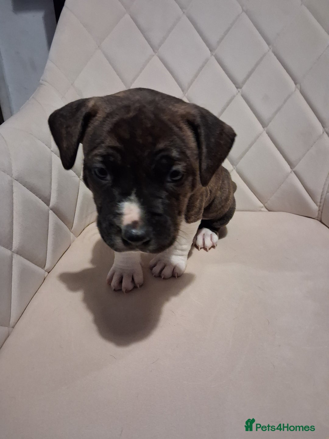 Mixed Breed dogs for sale: American bully Staffordshire bull terrier Puppies  - Advert 11