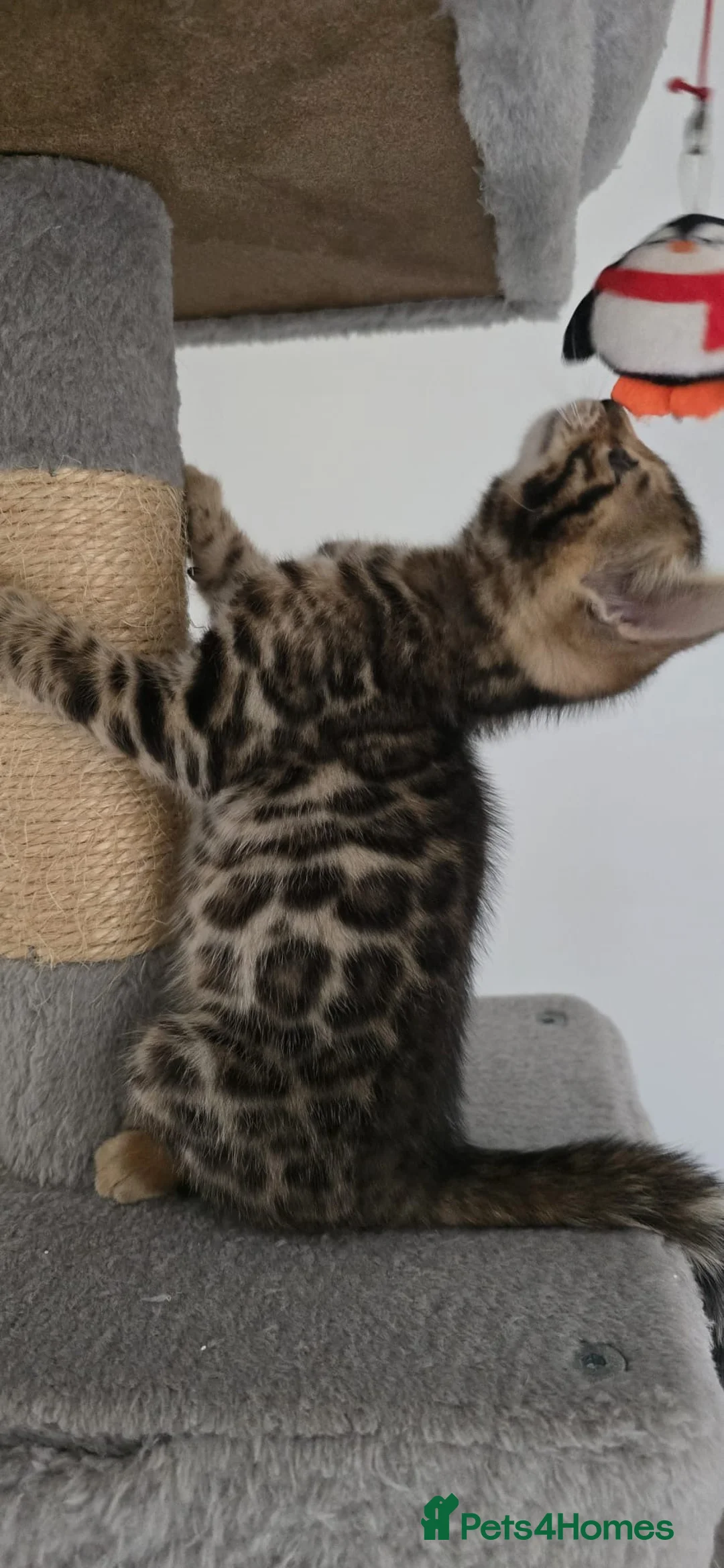 Bengal cats for sale: Beautiful boy bengal  in Tadworth - Advert 7