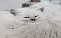 Ragdoll cats for sale: Purebred Blue Point Ragdoll Kittens 🩷💙 - Advert 8
