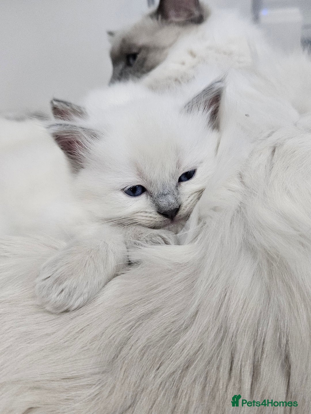 Ragdoll cats for sale: Purebred Blue Point Ragdoll Kittens 🩷💙 - Advert 8