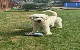 Labradoodle dogs for sale: HEALTH TESTED F1b Miniature labradoodle for SALE - Image 26