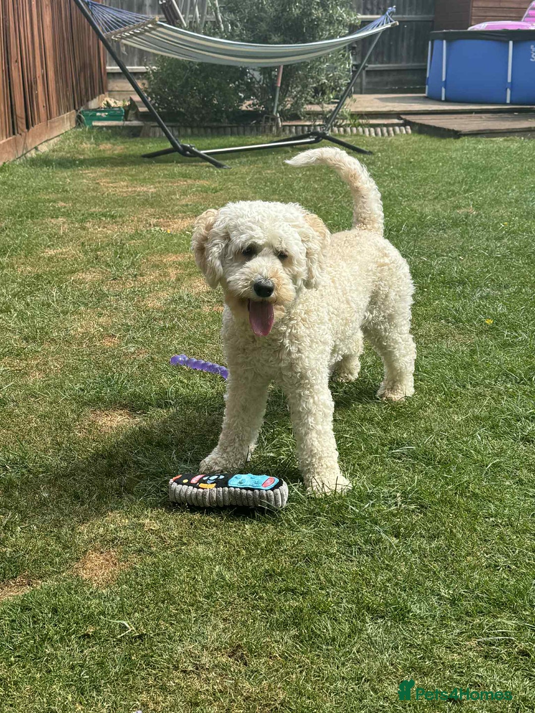 Labradoodle dogs for sale: HEALTH TESTED F1b Miniature labradoodle for SALE - Image 26