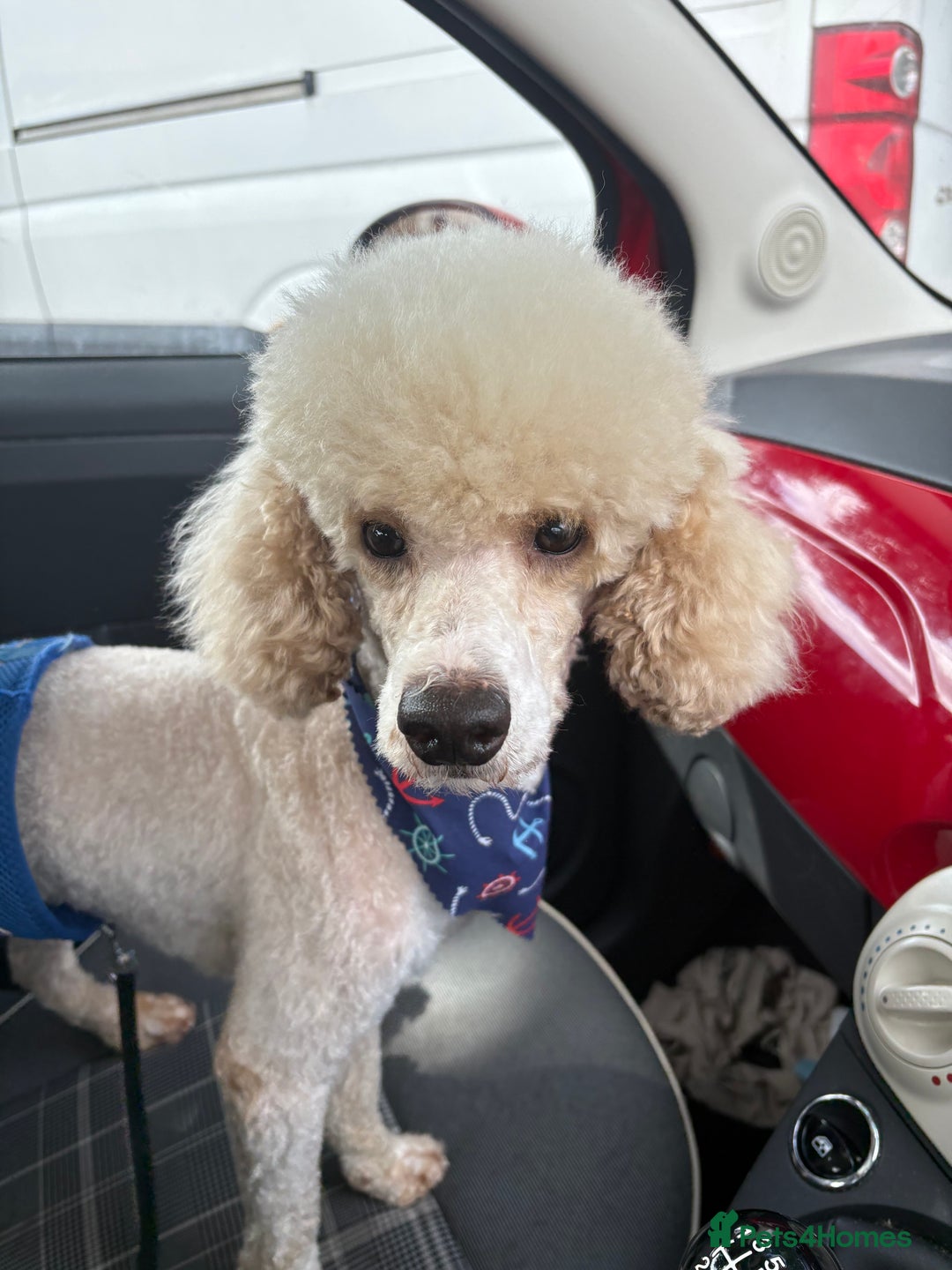 Toy Poodle dogs for stud: Toy Poodle for Stud - Advert 2