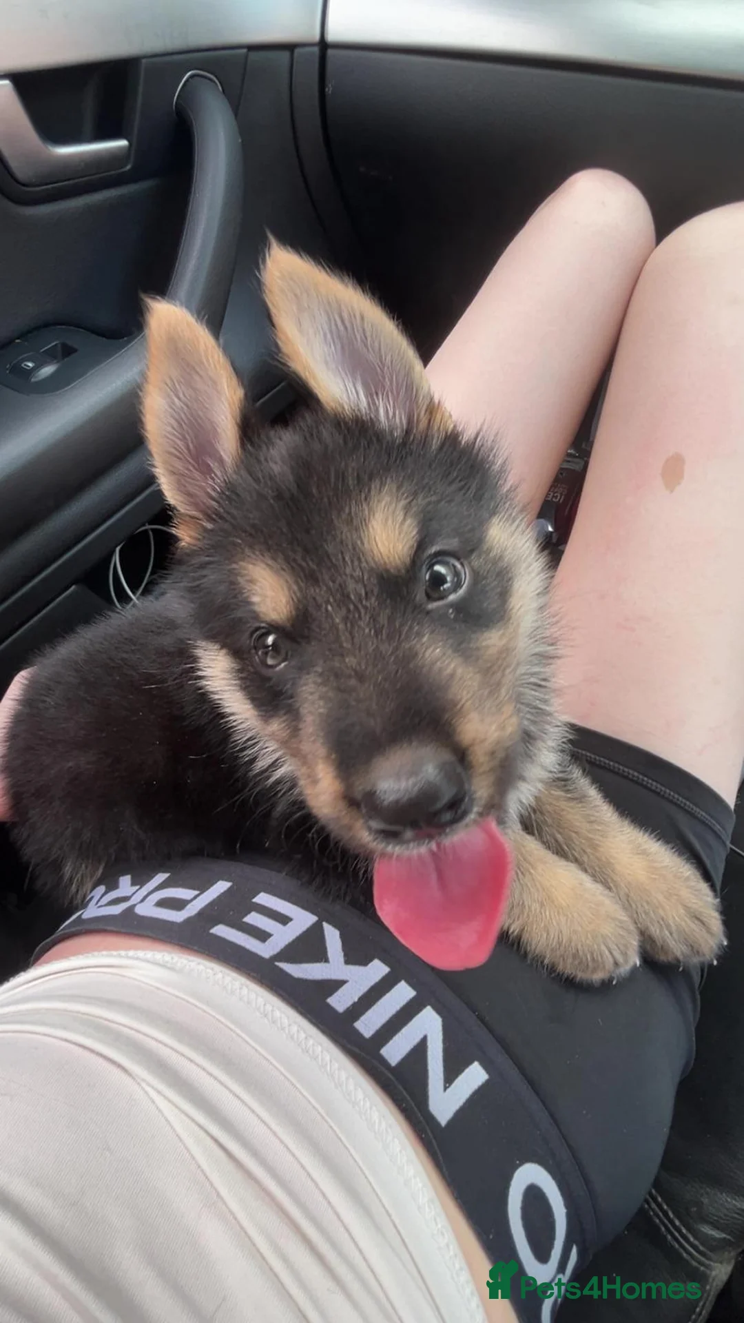 Shepsky dogs for sale: shepsky puppy - Advert 1