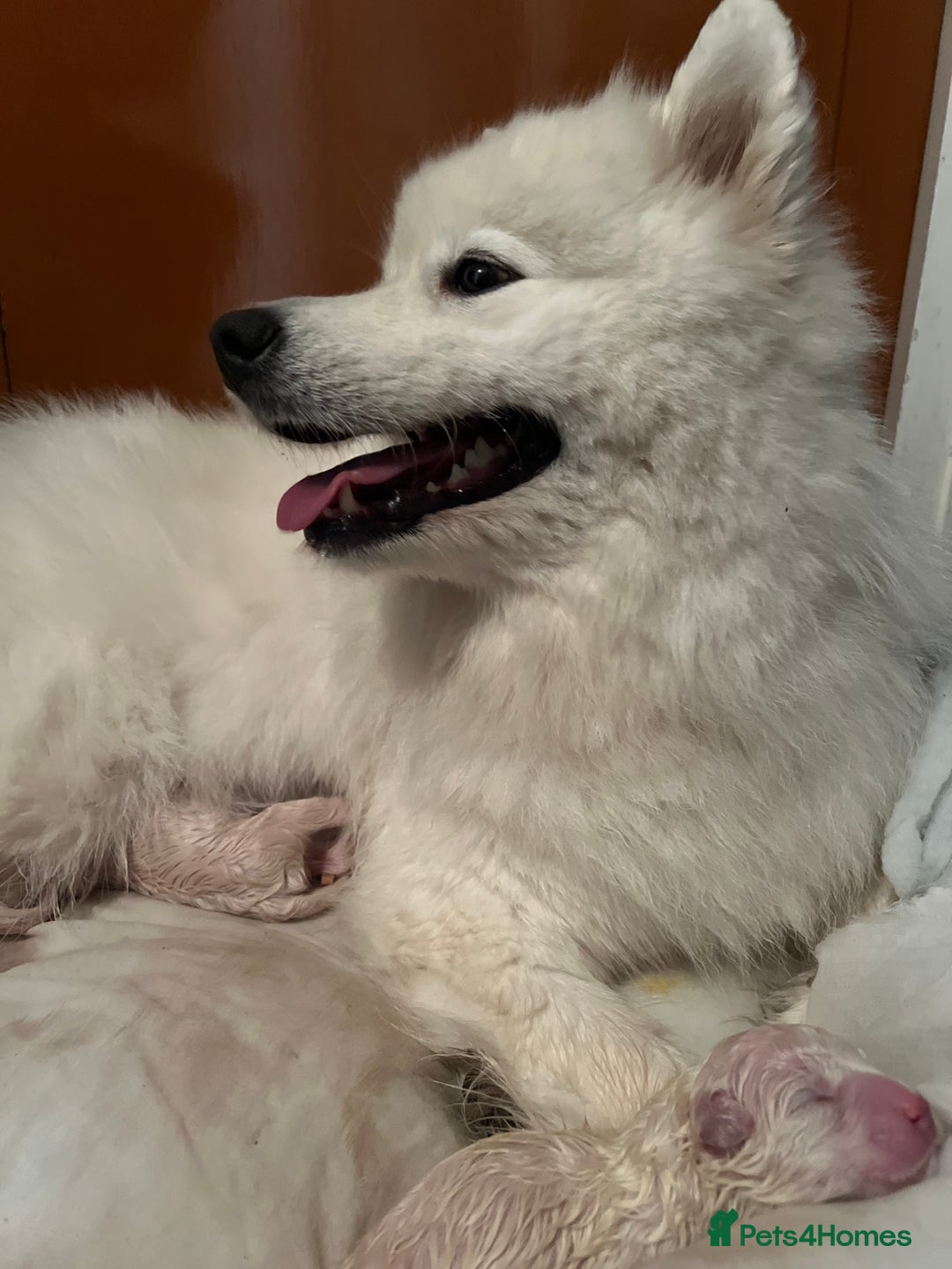 Samoyed dogs for sale: Looking for a Loving New Home for Our Two Samoyeds - Advert 9