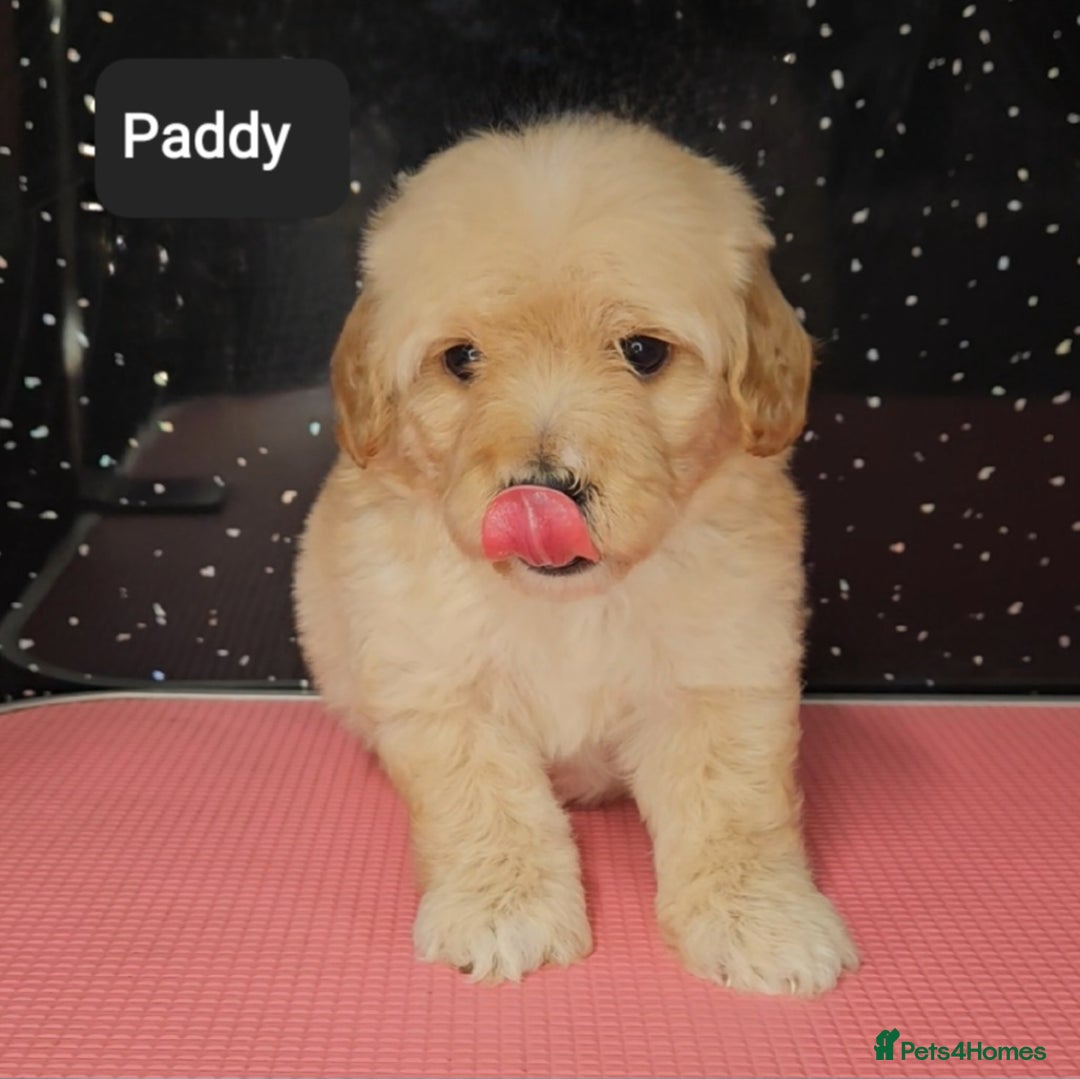 Maltipoo dogs for sale: Quality Champion Apricot Teddy toy Maltipoo's 🧸 - Image 9