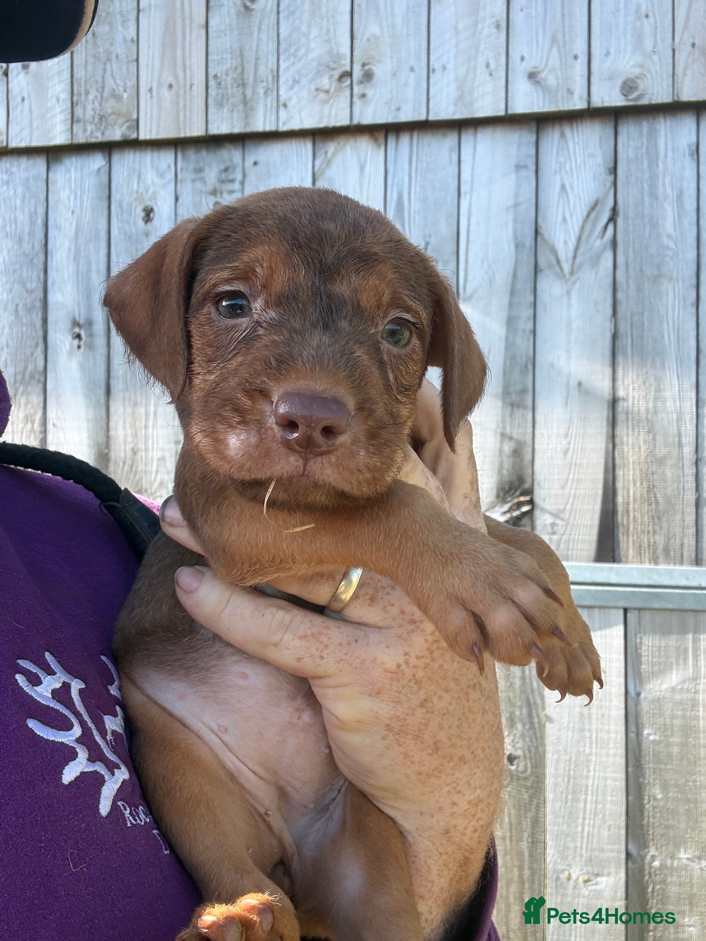 Patterdale Terrier dogs Chocolate & Tan Girl Ready Now - Advert 2