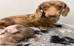 Miniature Dachshund dogs for sale: 5⭐️ licensed breeder. Rainbow litter  - Image 8