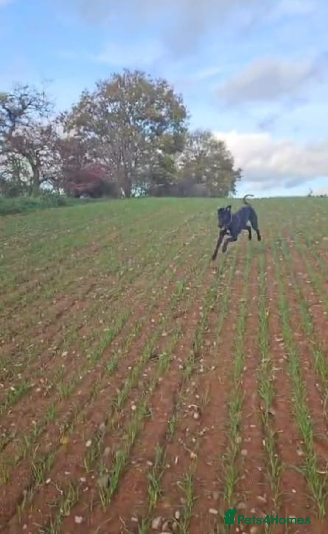 Mixed Breed dogs for sale: Grey hound x collie female  - Advert 3