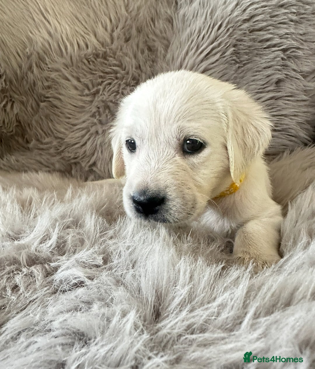 Golden Retriever dogs for sale: KC REGISTERED GOLDEN RETRIEVER PUPS - Image 16