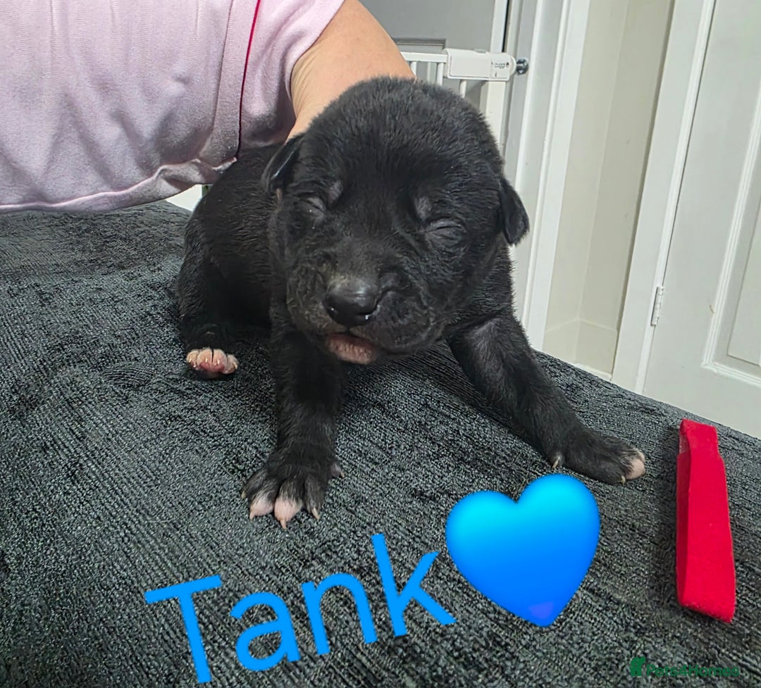 Mixed Breed dogs for sale: Saluki collie bull whippet greyhound pups - Advert 13