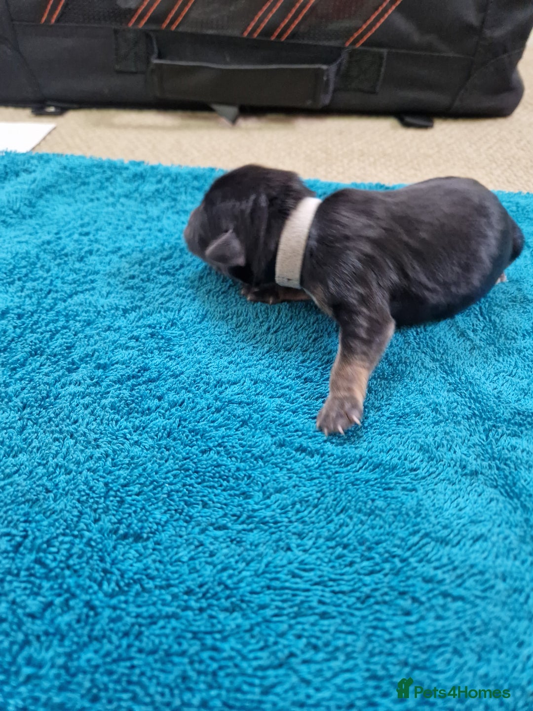 Mixed Breed dogs for sale: Pups for new homes - Advert 8