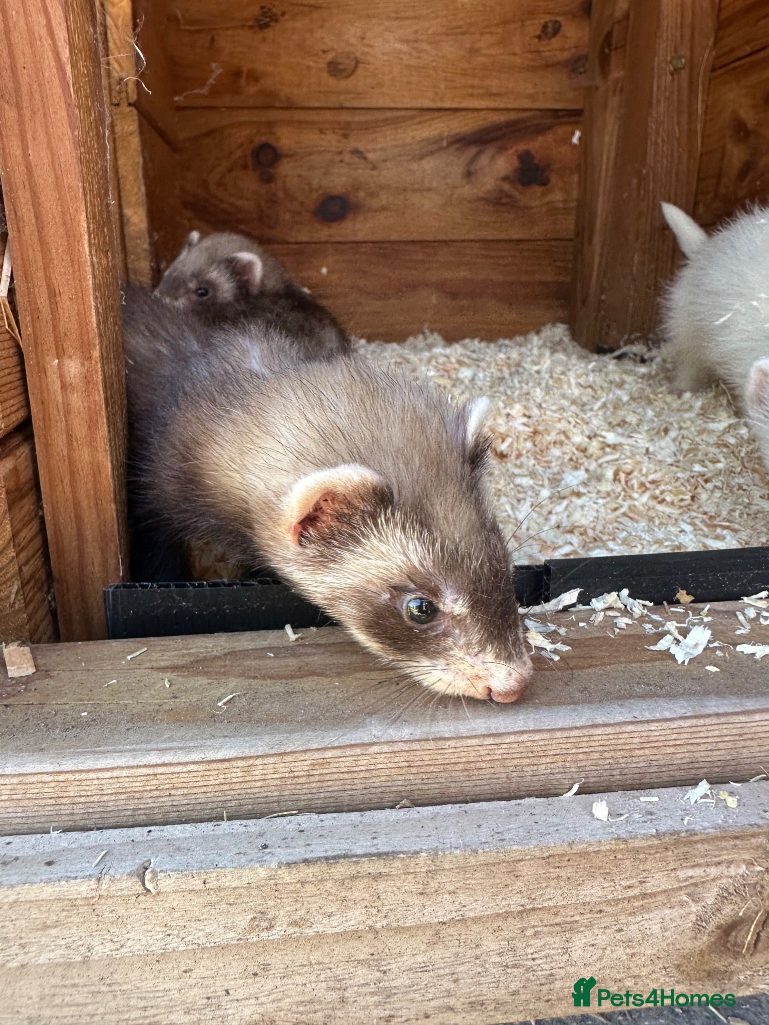Ferret rodents Male ferret kits  - Advert 1