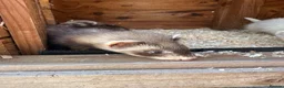 Ferret rodents for sale: Male ferret kits  in Newmarket - Advert 1