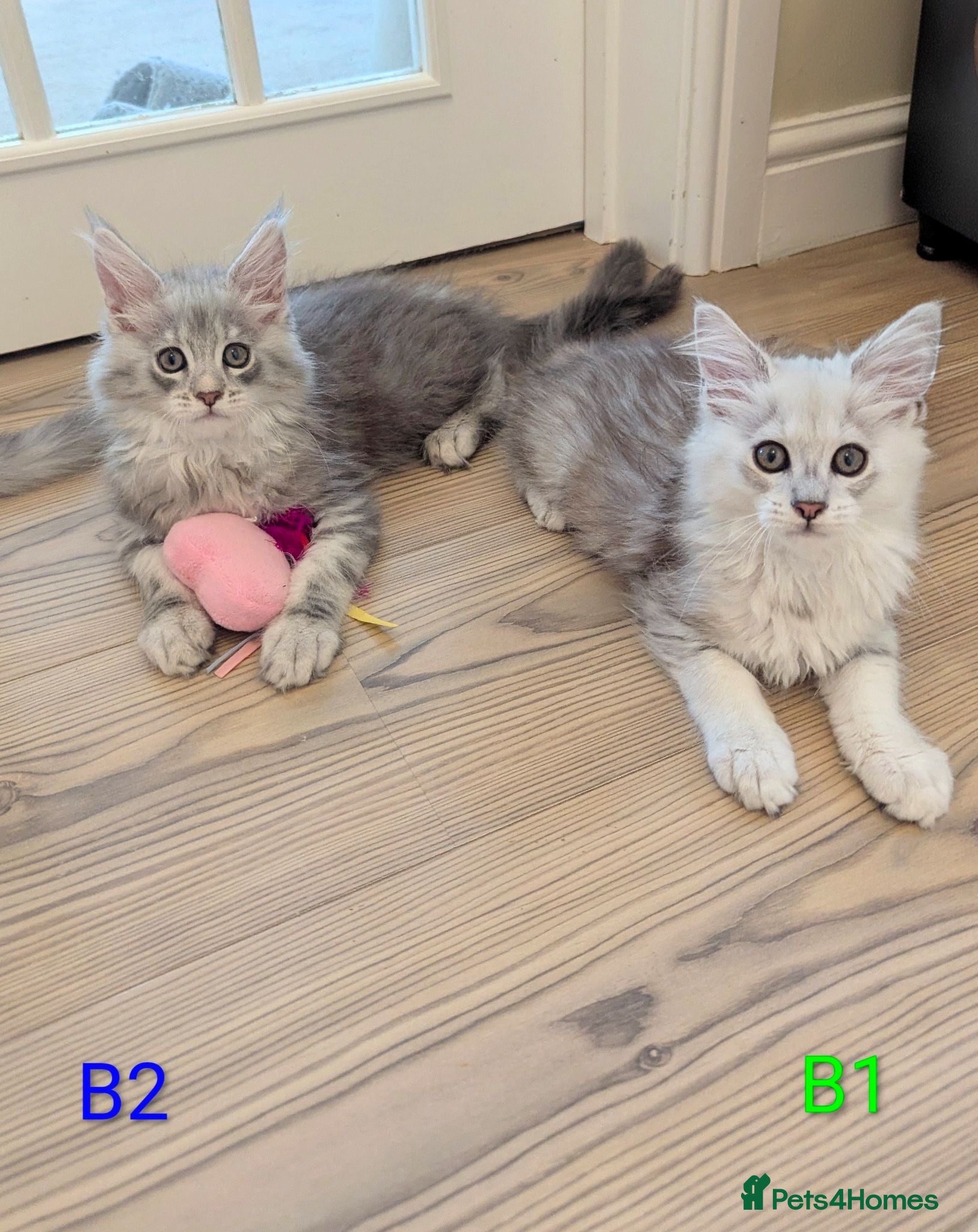 Maine Coon cats Male Maine Coon Kittens  - Advert 3