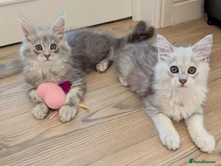 Maine Coon cats Male Maine Coon Kittens - Advert 14