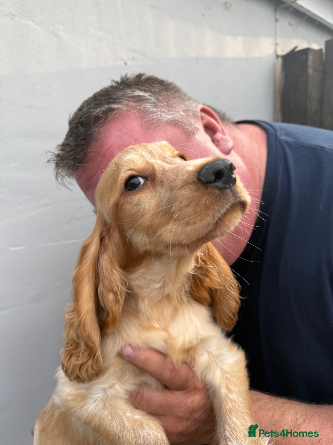 Cocker Spaniel dogs for sale: Fabulous Cocker Spaniel Pupies - Image 6