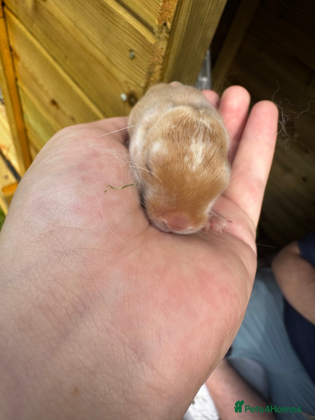 Rex rabbits for sale: 10X Mini lop x Rex babies Nova & Fendi 🧡🤍 - Image 4