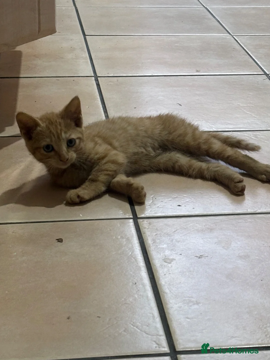 Domestic Shorthair cats for sale: 2 ginger 1 grey/white kittens - Advert 2