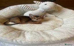 Abyssinian cats for sale: 🏆🥇🏵️Top Quality Champion Lines Abyssinian - Image 25