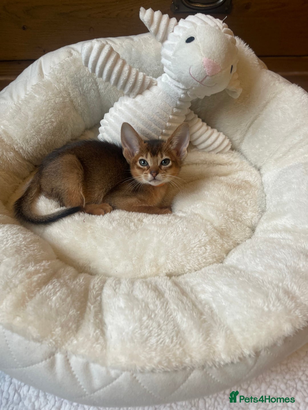 Abyssinian cats for sale: 🏆🥇🏵️Top Quality Champion Lines Abyssinian - Image 25