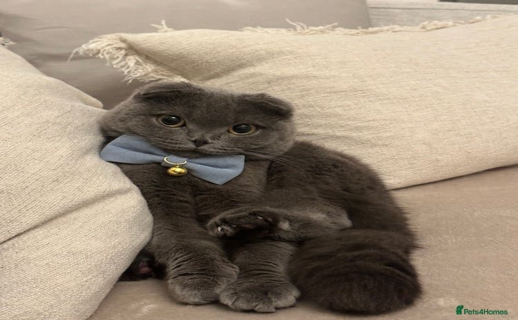 Scottish Fold cats - Advert 4