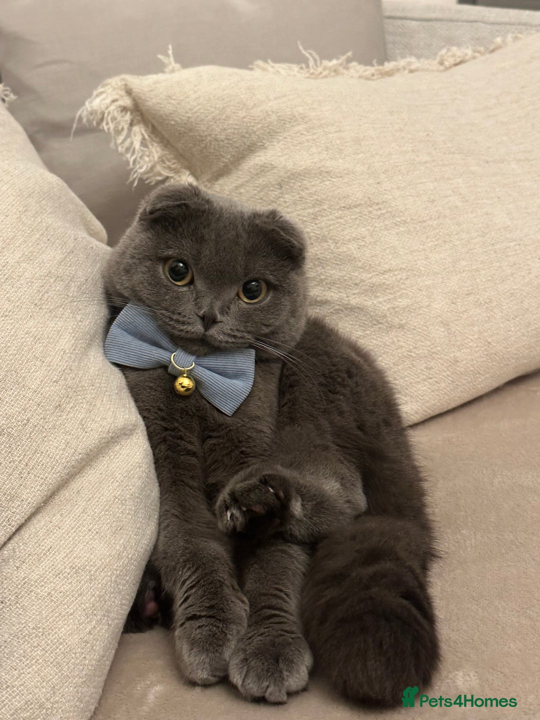 Scottish Fold cats for sale: Loving Scottish Fold  - Image 1