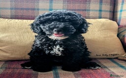 Miniature Poodle dogs for sale: KC registered health tested miniature poodle - Image 9